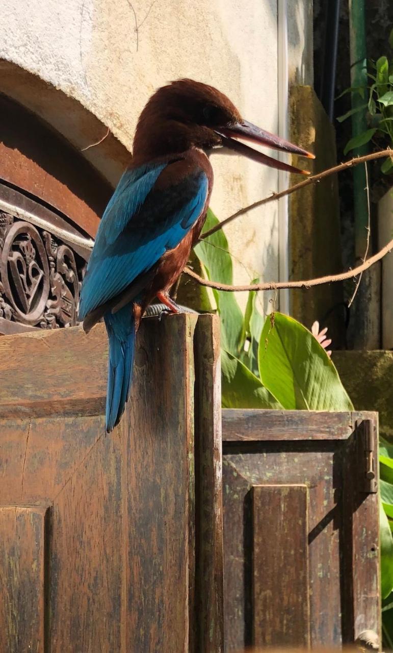 Prince Of Galle Exteriér fotografie